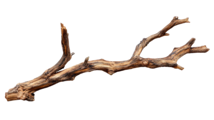 Broken tree branch dry wood cracked stick nature forest plant stem damaged bark natural object debris isolated on white background