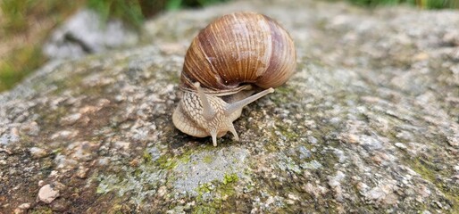 Snail Crawling on a Mossy Rock in a Lush Green Environment During Daylight Hours