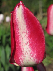 Zbliżenie na biało-czerwone kwiaty tulipana © Kumulugma