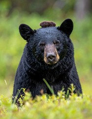 Fototapeta premium A large black bear sits in a grassy clearing, staring directly at the camera