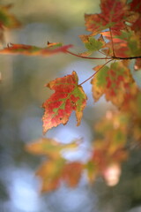 Fall Leaves in Ottawa, Canada