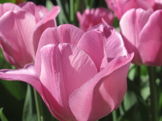 Zbliżenie na różowe tulipany © Kumulugma