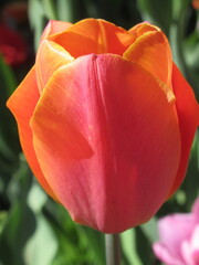 Zbliżenie na kwiaty pomarańczowego tulipana © Kumulugma