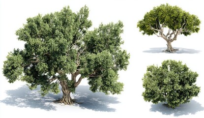 Three olive trees, digitally rendered, isolated on white