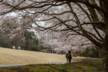 Obraz premium Tottori Hanakairo Flower Park