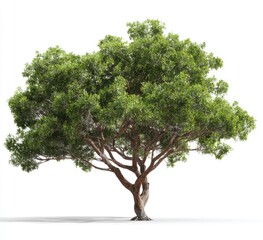 Obraz premium Lush green tree against a white background. Full, healthy foliage crowns a broad, sturdy trunk