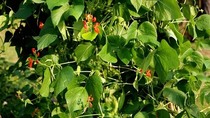 Out of focus runner bean plants with green leaves and orange flowers
