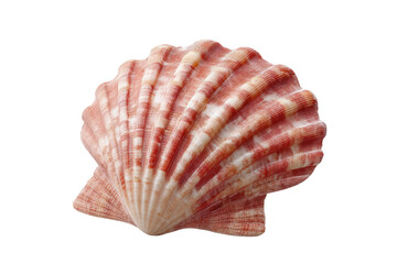 Obraz premium Close-up of a red and white scallop shell with detailed texture, cut out