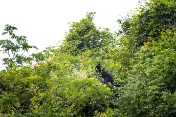 A rare group of hatinh langurs in their native habitat. A black langur with a crest and a white stripe on its head. An endangered Trachypithecus hatinhensis in a Vietnamese jungle.