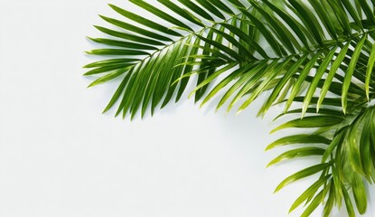 Close-up of vibrant green palm fronds against a light background