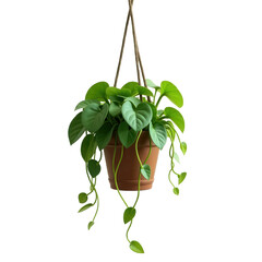 A vibrant hanging plant, showcasing heart-shaped leaves and trailing vines, in a terracotta pot, against a striking black background.