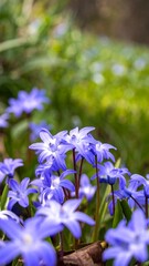 Vibrant blue wildflowers in a garden setting