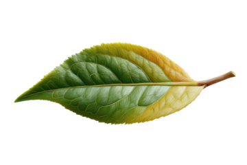 Close-up gradient green to yellow leaf with detailed texture on black background, cut out