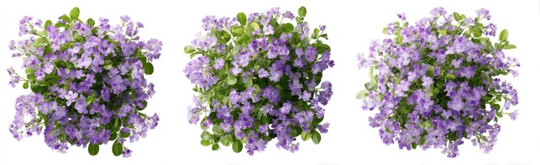Three clusters of small, vibrant purple flowers with green foliage, arranged in a horizontal row against a plain white background