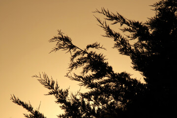 branches of a tree at sunset