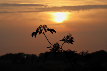 sunset and branches of a bush