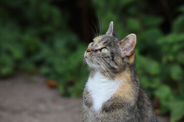 cat in the garden looking up