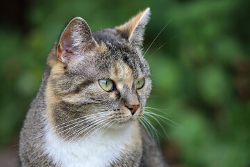 portrait of a cat