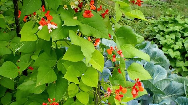 Scarlet runner bean flowers bloom amidst lush green leaves in the garden