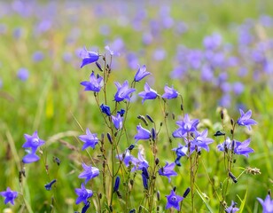Vibrant blue wildflowers in a meadow