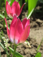 Zbliżenie na różowe tulipany botaniczne © Kumulugma