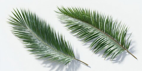 Two palm fronds against a white background (1)