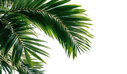 Fototapeta premium Close-up of vibrant green palm fronds against white background (1)