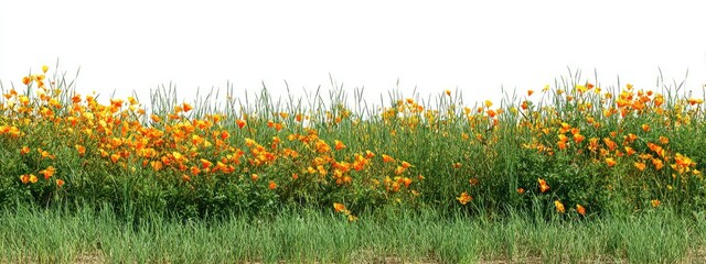 Orange and yellow wildflowers in a grassy border