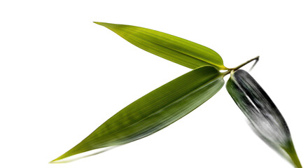 Crisply Veined Bamboo Leaves Against a Deep Black Background