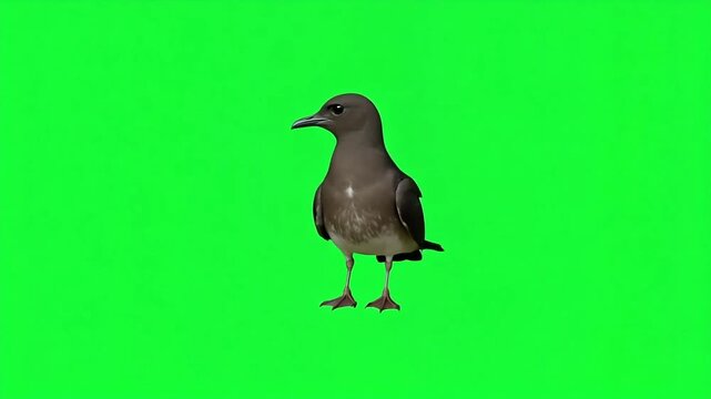 Seabird footage on green screen for compositing, a brown skua bird ideal for nature documentaries, wildlife films or educational content about birds