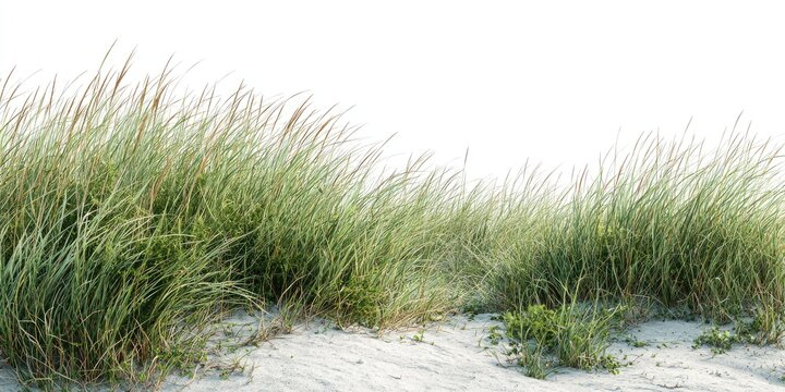 Lush green grass tufts on a sandy beach - Powered by Adobe