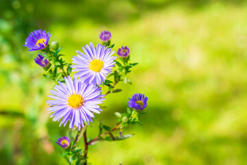 Purple Michaelmass Daisy flowers, beautiful garden plant part of the Aster genus