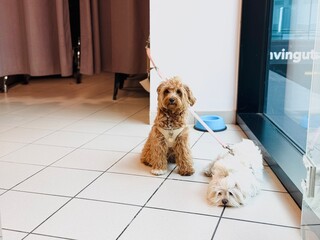 Cute Dogs Waiting in Pet Area of Shopping Mall Supermarket.