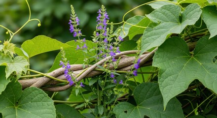 Close-up showcasing intertwining vine, verdant foliage and small blue blossoms displaying nature's