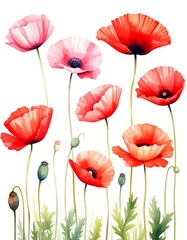Vibrant poppy blossoms in a watercolor style