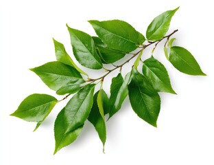 Fresh green leaves on a branch (2)