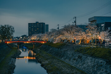 Fototapeta premium Tottori city by night in spring, Japan