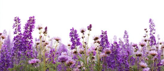 Obraz premium A vibrant border of purple wildflowers against a white background. Many blossoms of various shades of purple, some with delicate flower heads, and green stems are densely packed