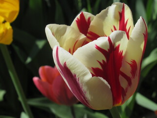 Zbliżenie na biało-czerwone kwiaty tulipana © Kumulugma