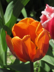 Zbliżenie na kwiaty pomarańczowego tulipana © Kumulugma