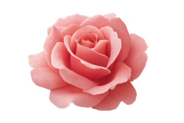Delicate pink rose bloom with layered petals on black background, cut out