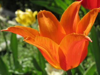Zbliżenie na kwiaty pomarańczowego tulipana © Kumulugma