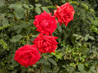 Three red roses with water droplets on them in a garden