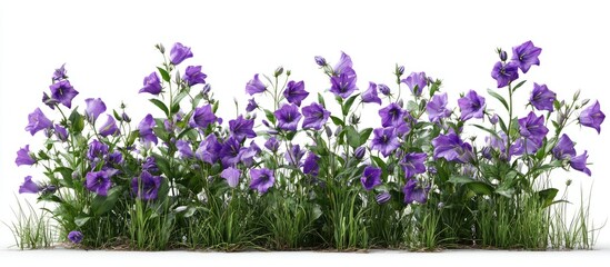 Lush purple bell flowers in a grassy border