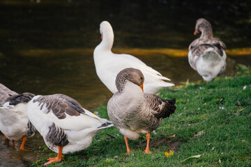Geese standing on green grass next to water