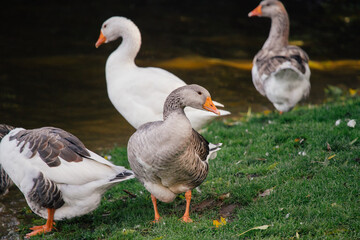 Geese standing on green grass near water