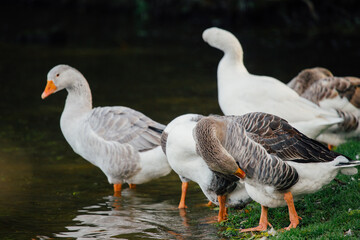 Geese standing on water's edge preening feathers