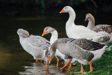 Geese drinking water in a natural pond