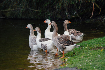 Geese standing at the edge of still water