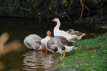 Geese standing on grass by the water